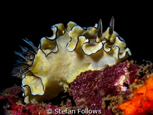 All dressed up and ... ? Nudibranch - Doriprismatica atro... by Stefan Follows 